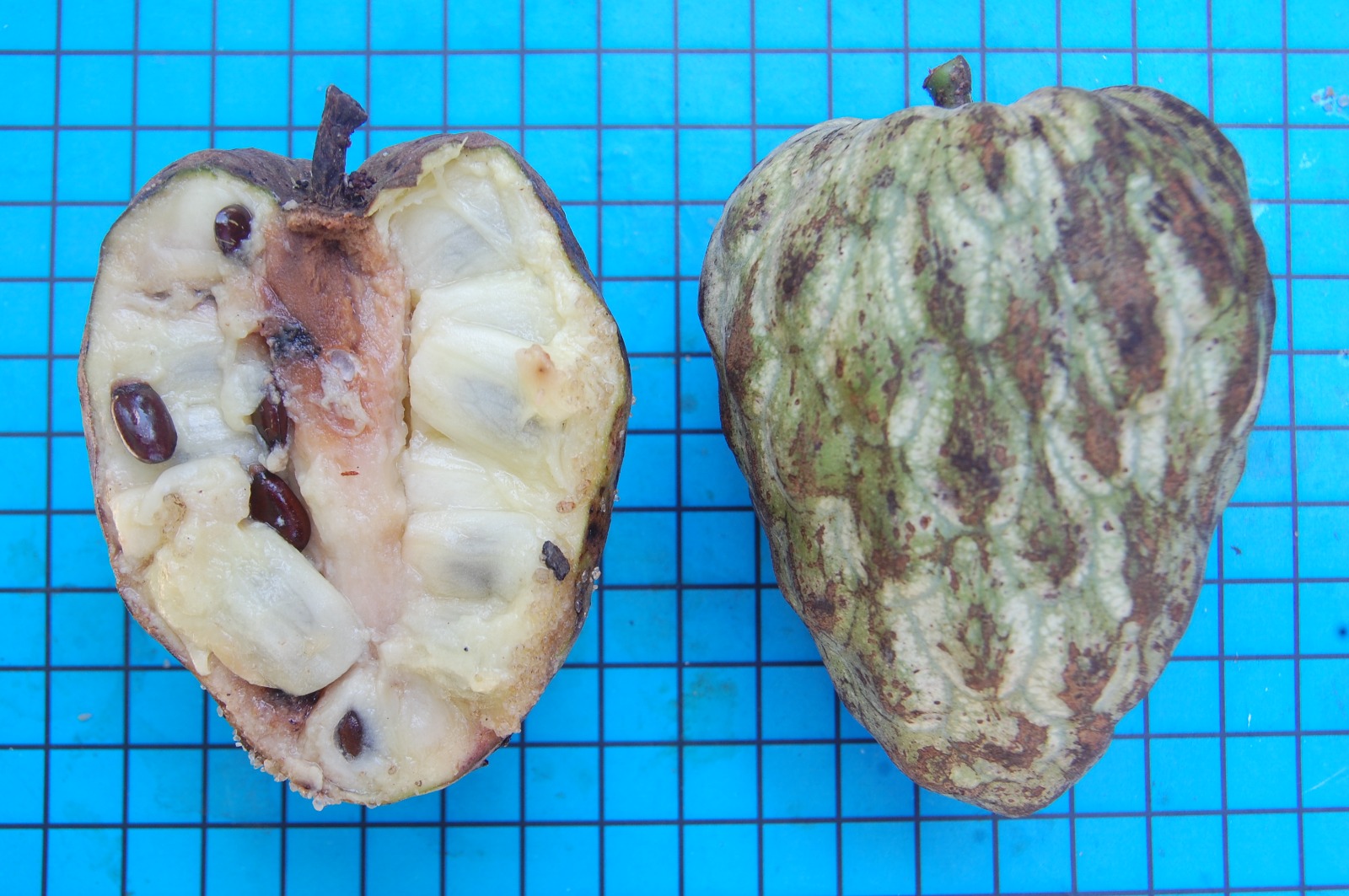 Annona acutiflora