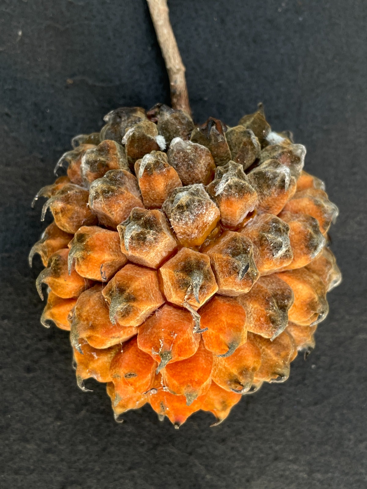 Duguetia riedeliana